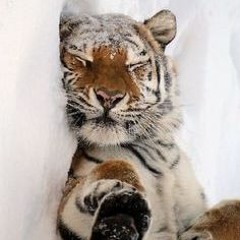 This Winter, We're Just Gonna Chill