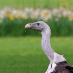 Chillout Dream (Pre Mix)