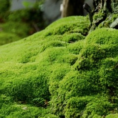 Moss, On The Mountain, On the Top, At Night