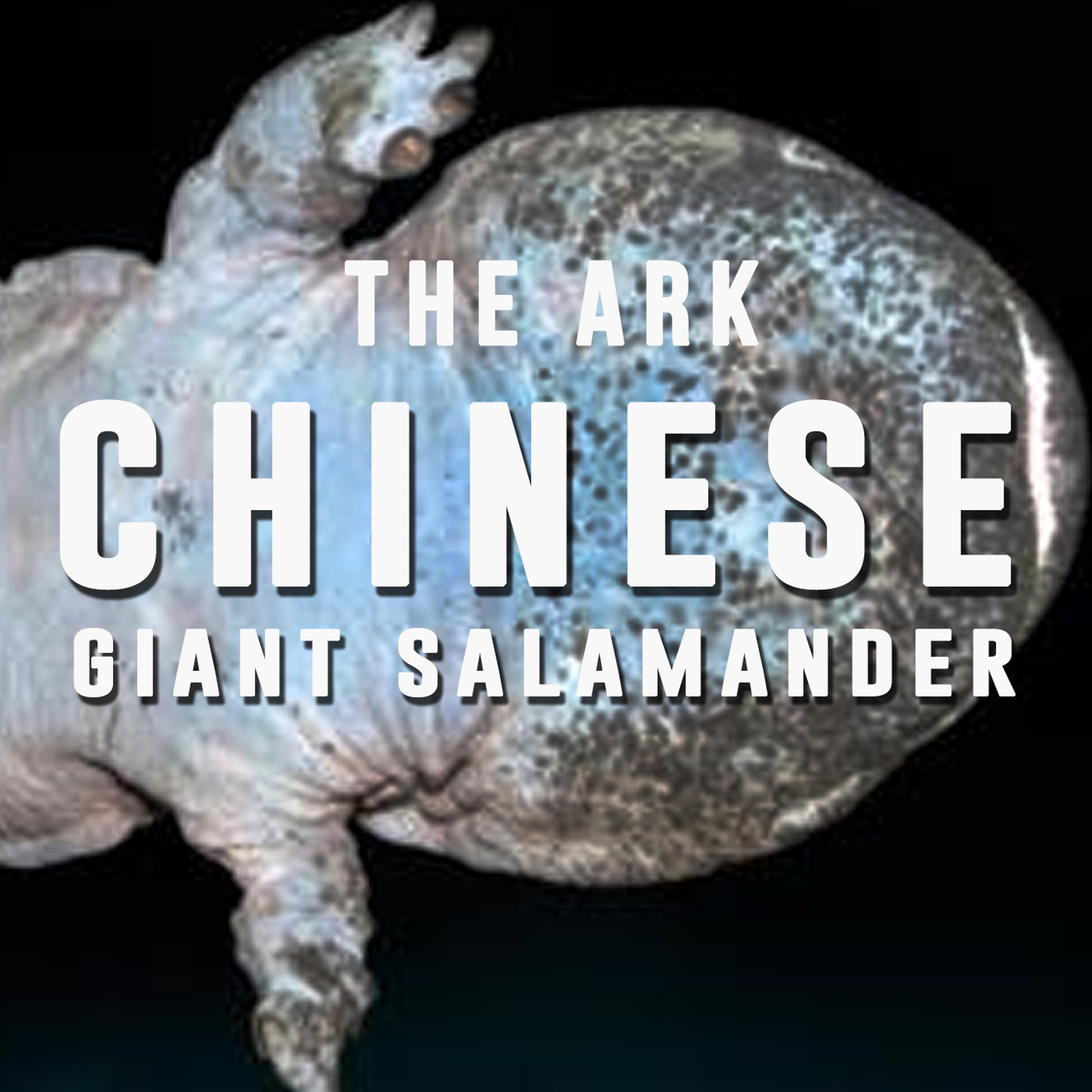 Episode 11 - Chinese Giant Salamander