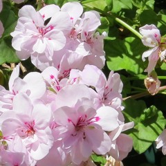 Snail's House - Ma Chouchoute (my remix)