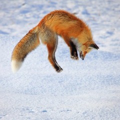 Po kryhách - Líška 2017