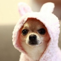 Too ♥Chihuahua♥ (2014) 2K INSTANT DISCOUNT