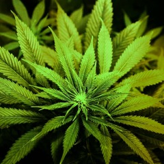 SmackeD- KennyCa$h Feat. MeLL(prod.Kaine Solo)