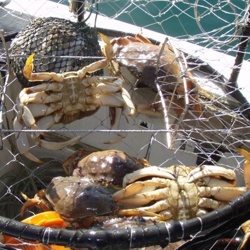 Stream Commercial Crab Season Set to Open From North Jetty to Oregon