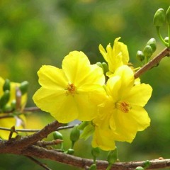 Một Nhành Mai