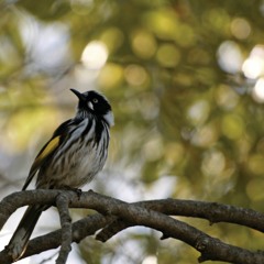 Gippsland Birds - Part 2 - Migratory  Waders