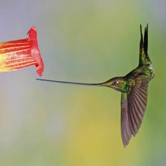 Spoken Circuit (WIP C)