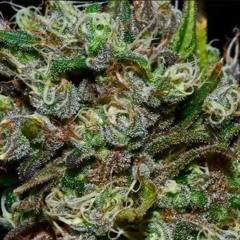 "BOOF PACK TRAP PACK"