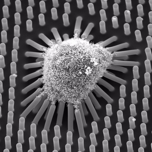Pin on Nature Pollen, Electron microscope images, Microscope