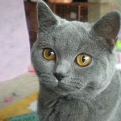 SLEDGE -  You Say Blud?