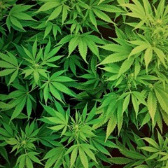 Japonezin (feat. DP TREMBALA)