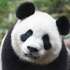 The Rise Of King Lou Panda[1]