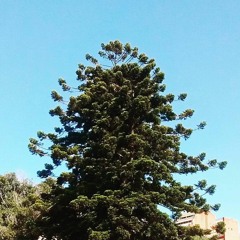 Sambinha Bom (Cover con Rosario Pilar)