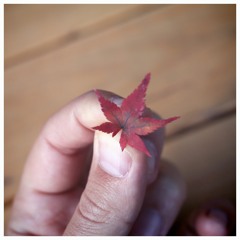 there go the leaves, one by one