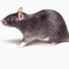 Blurred Rats