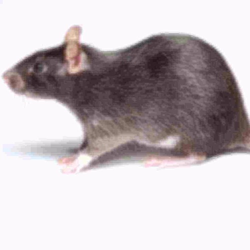 Blurred Rats