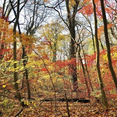 November
