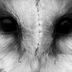 Owl Yeah - HEAT (MintFam Exclusive)