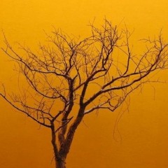 The very best of the Tree Height Society (2008-2014)