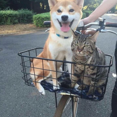 I'm A Feeder (Yellow Fang Cover)