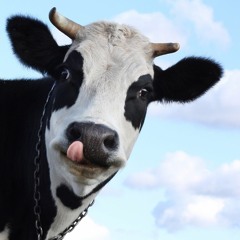 Moo