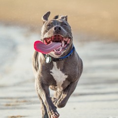 FEELIN GOOD(FREESTYLE) Lord CALI Bear