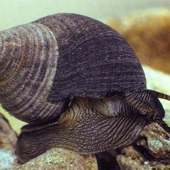 Bigorneau (Ah vous dirai-je Papa)