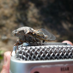 cicada on microphone
