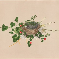 Singer-Songwriter (Aidan Knight Cover)