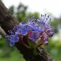 ခင္ေမာင္တိုး-တဖက္သတ္အခ်စ္