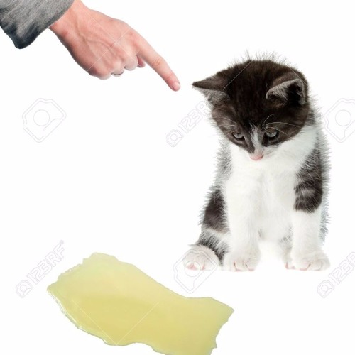 why does my cat pee everywhere