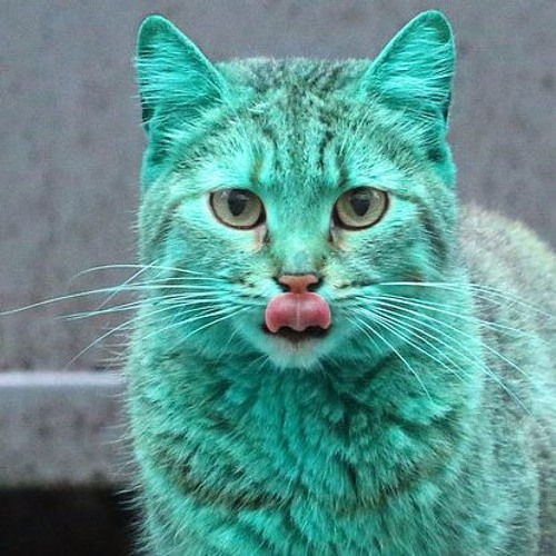 Зеленый кот