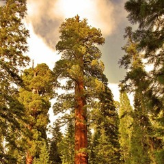 The Solemn Sequoia (Classical)