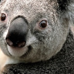 Śpiwór 3. Francieszek