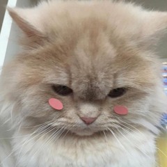 ★ (●˙▿˙●) ★