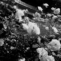 Scatterbrain - Dishonest