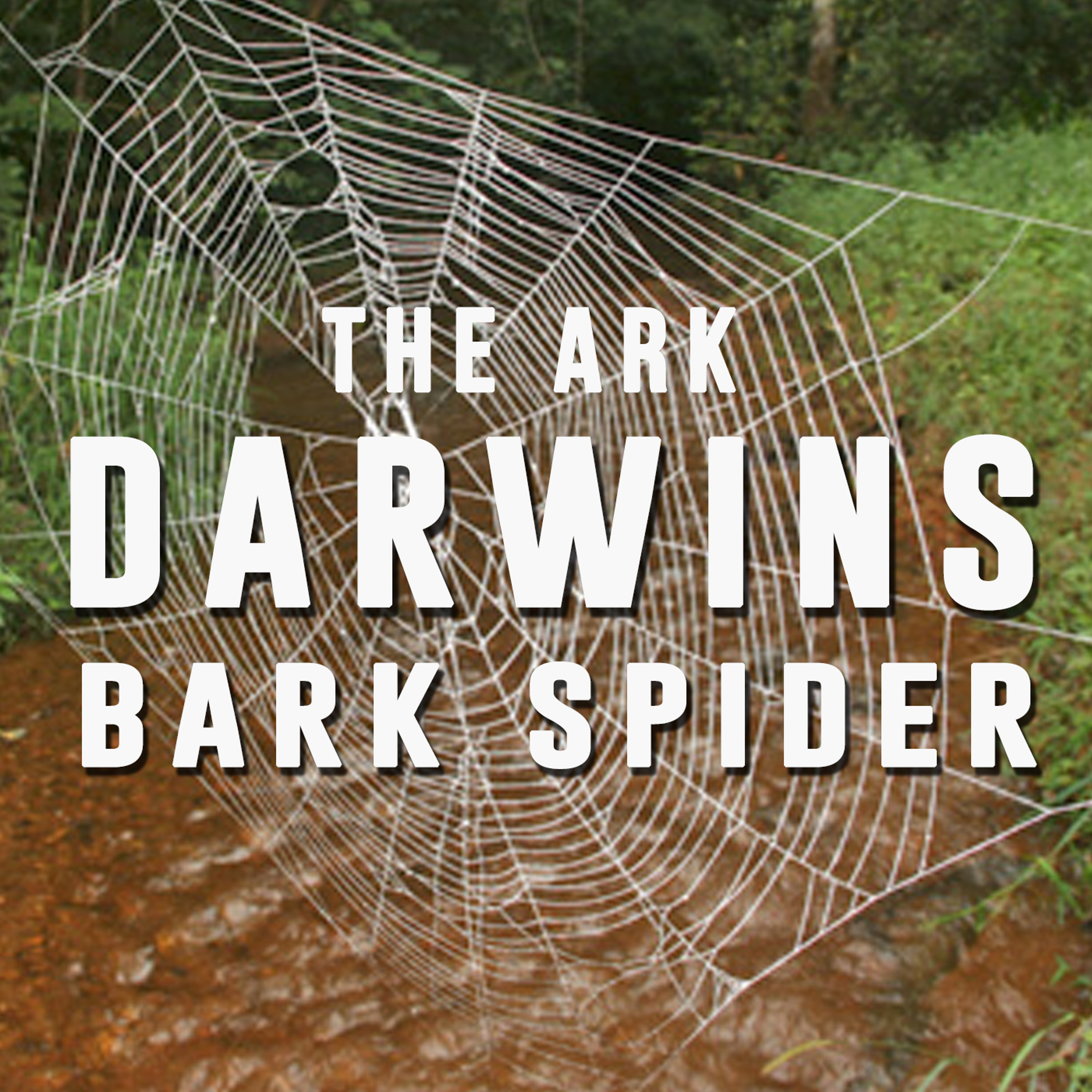 Episode 12 - Darwins Bark Spider
