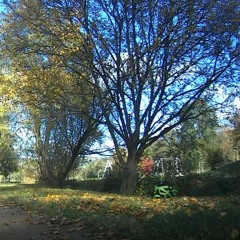 Cayman Cline - Live Tonight