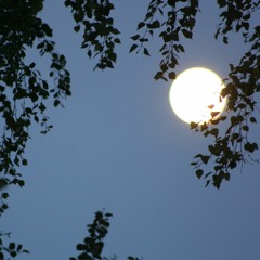 Nightingale at Spring Night