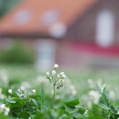 Chant des jardins ouvriers