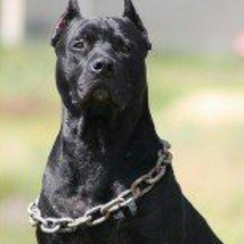 DreaDy $avage- no bite