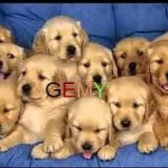 مهرجان الكلاب (الزريبه)- dogs remix