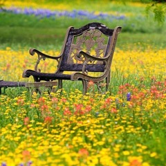 Everywhere / Sonya Shell