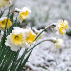 Daffodils in the Snow