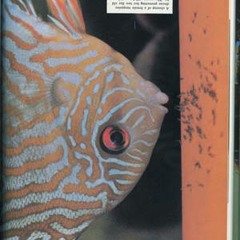 Typhonian Highlife -  Zenith Umbaba - Xeno