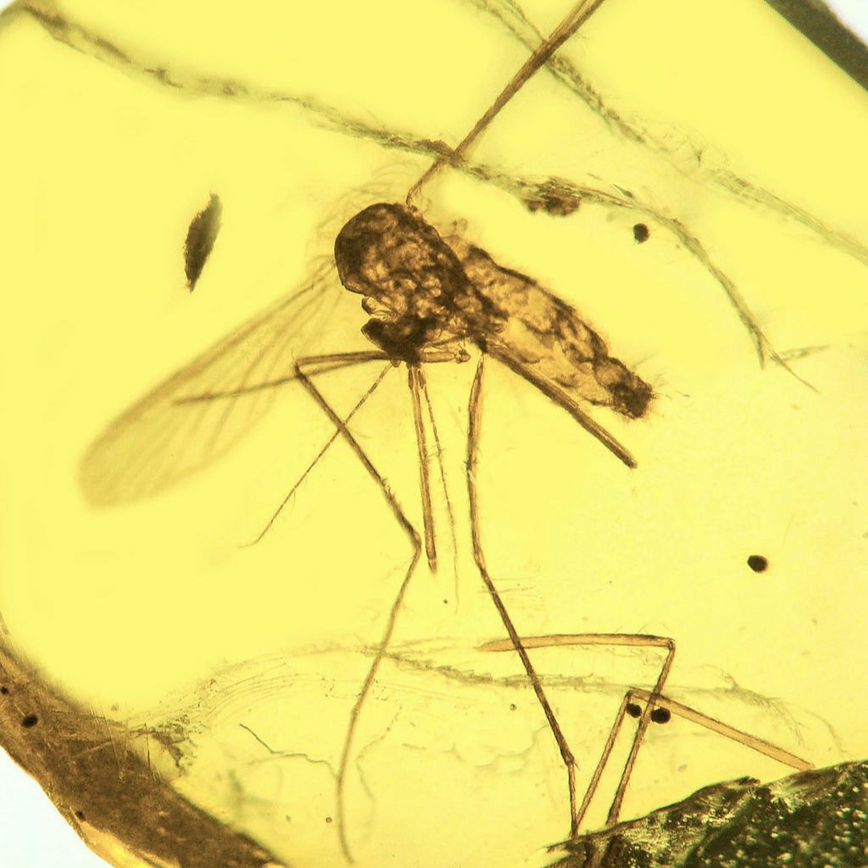 cover of episode Defending the Aussie Mozzie: health, ecology and emerging disease threats