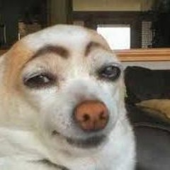 Perritos - LVDLV (feat Stelli cerezi )