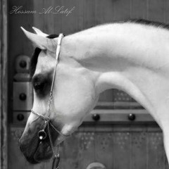 الحب في زمن الكوليرا 44 (بيضاء)،قلم و صوت أنس محمد كامل الهنداوي