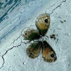 ZOO WEE Live @ Olive Tree 24112016 01movement